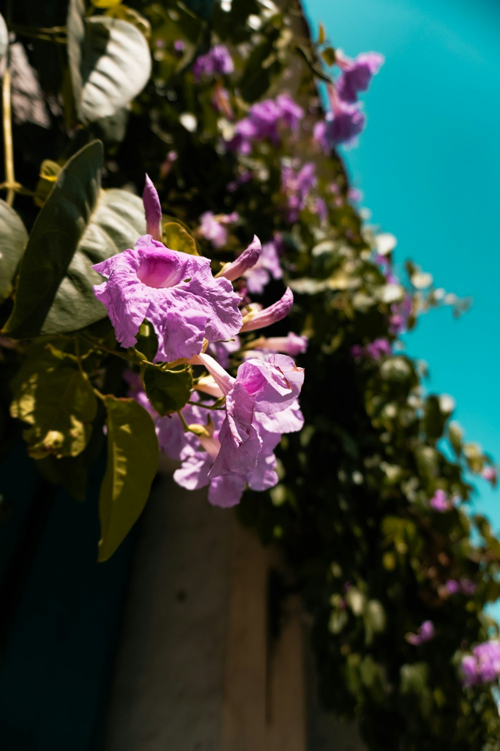 a bunch of purple flowers growing on the side of a building