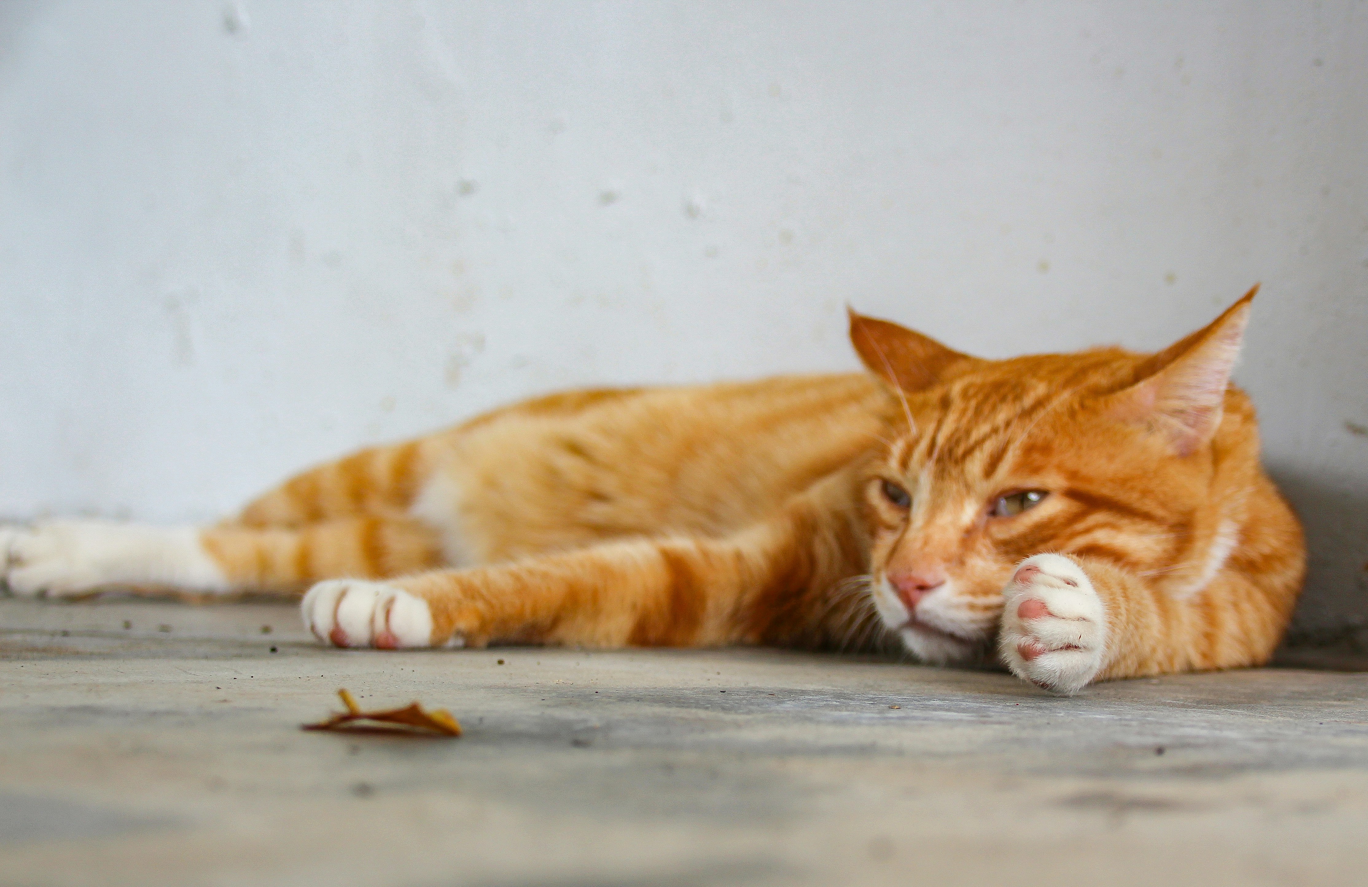Cat at Houtong cat village, New taipei, taiwan