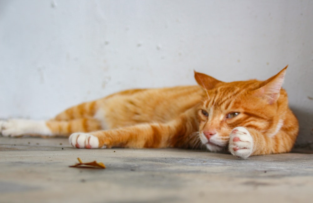 an orange and white cat laying on the ground