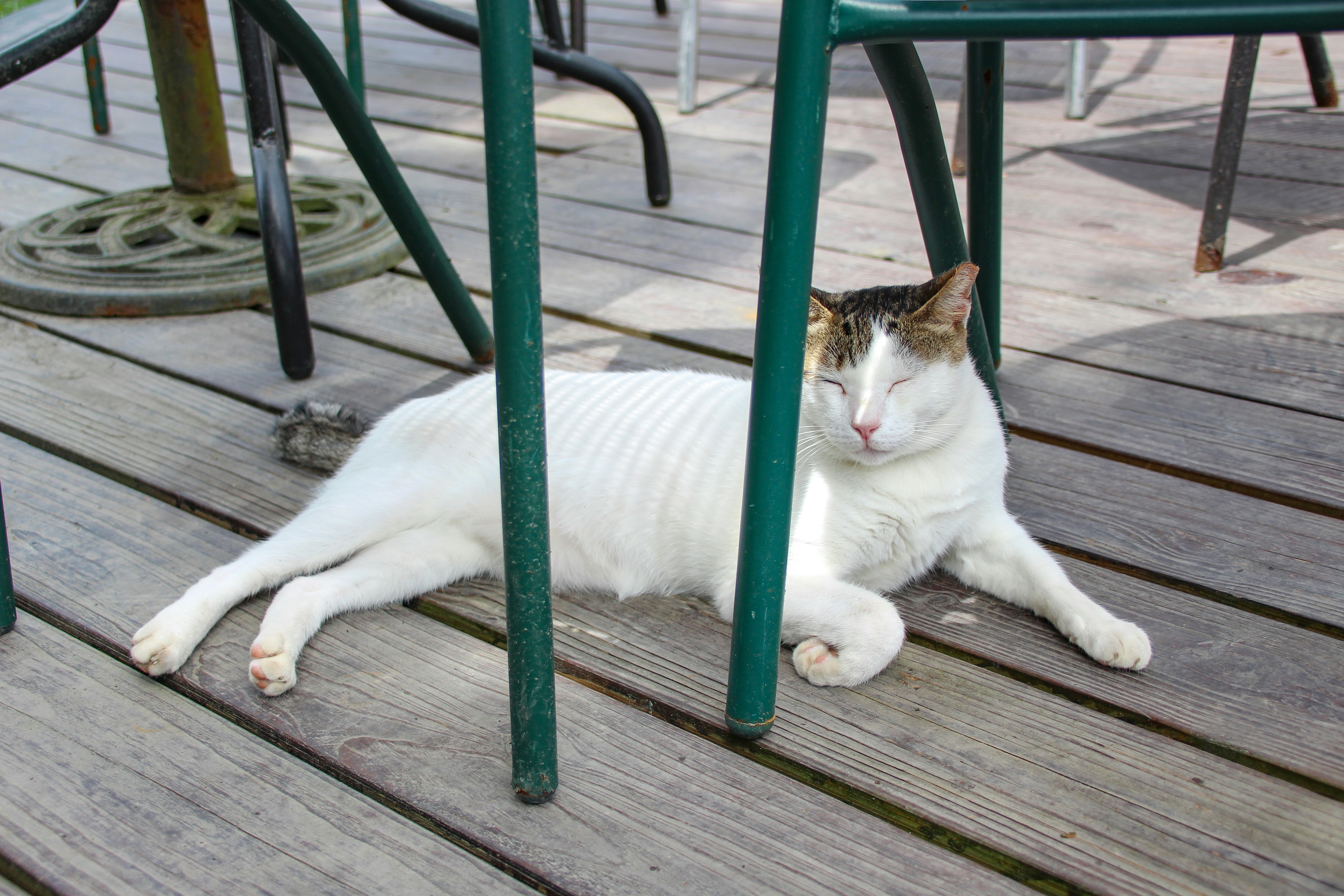 Cat at Houtong cat village, New taipei, taiwan