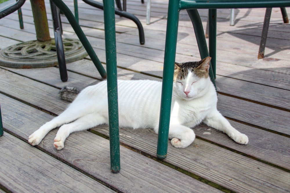 a white and brown cat laying on a wooden deck
