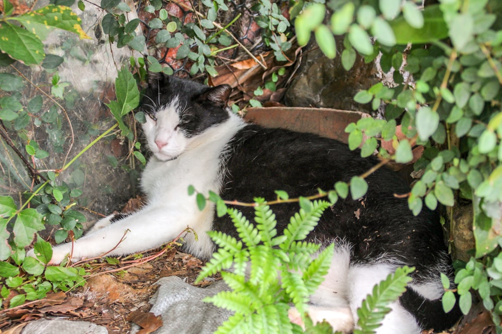 a black and white cat laying in a plant pot