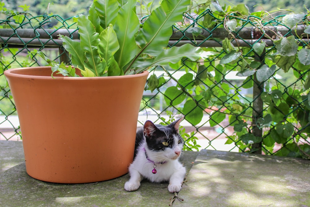 a black and white cat sitting next to a potted plant