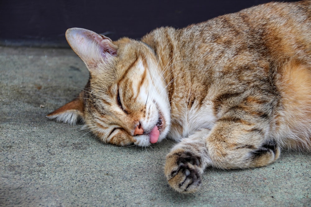 a close up of a cat laying on the ground