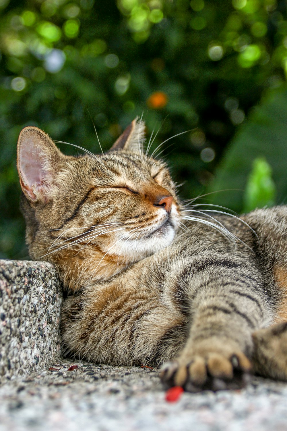 a cat laying on the ground with its eyes closed