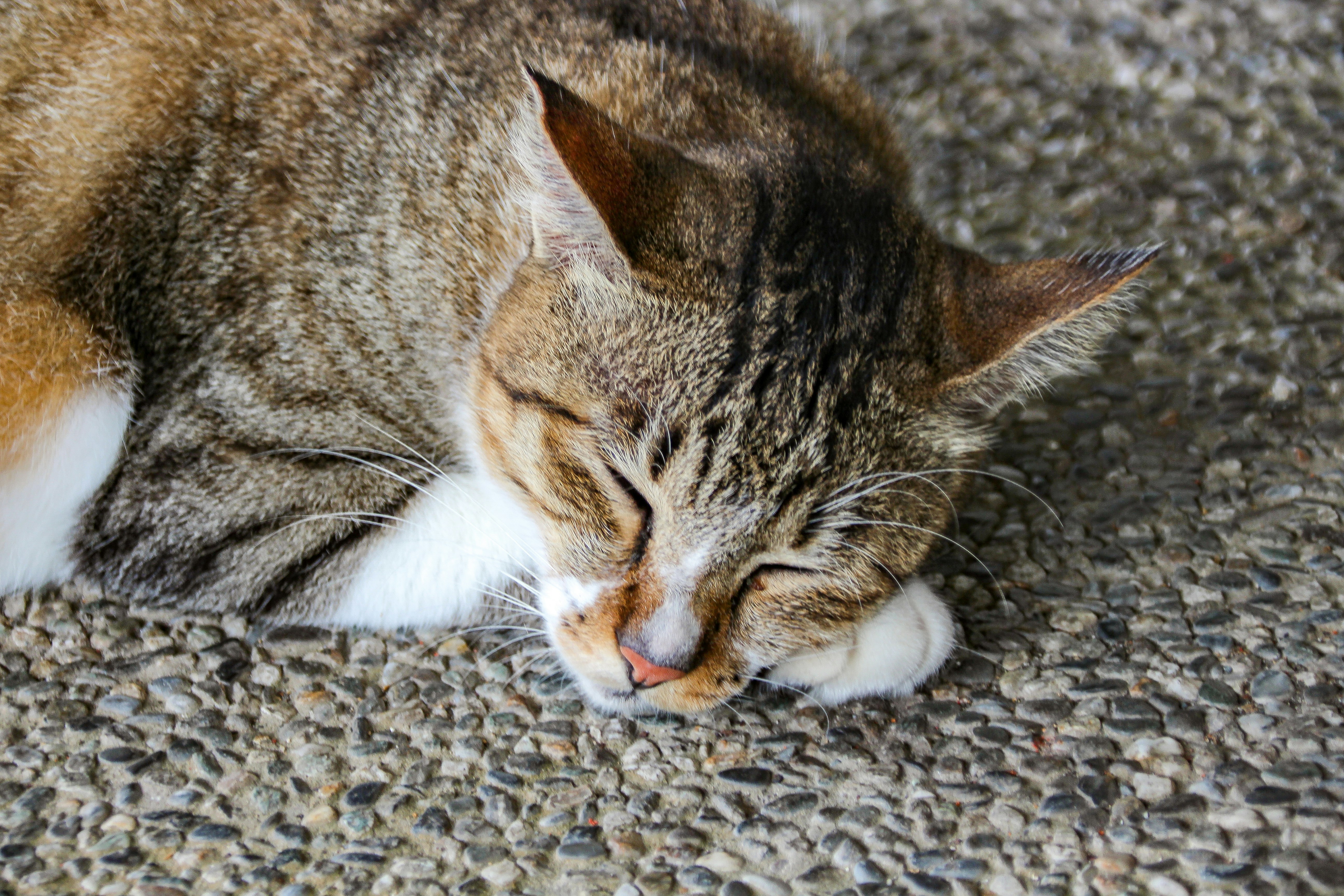 Cat at Houtong cat village, New taipei, taiwan