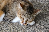 A small tabby cat calmly resting on a grooming table with freshly trimmed fur.