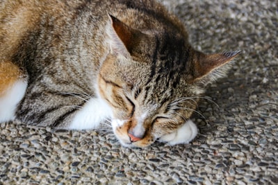 A small tabby cat calmly resting on a grooming table with freshly trimmed fur.