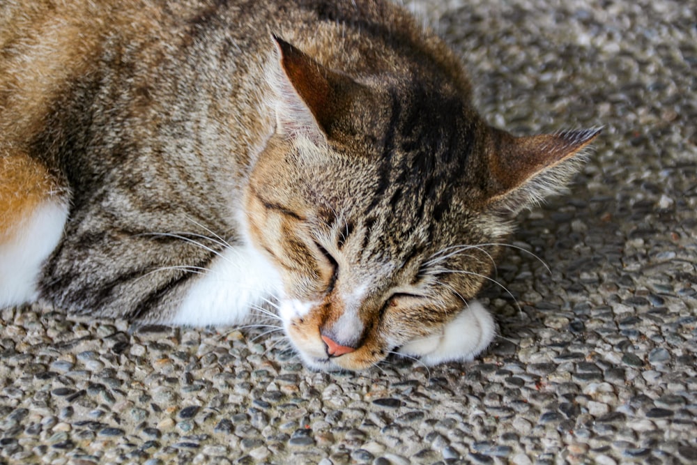 a cat is sleeping on the ground with its eyes closed
