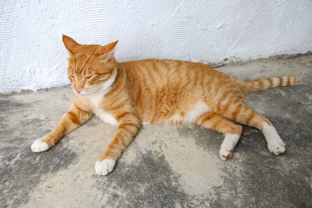 an orange and white cat laying on the ground