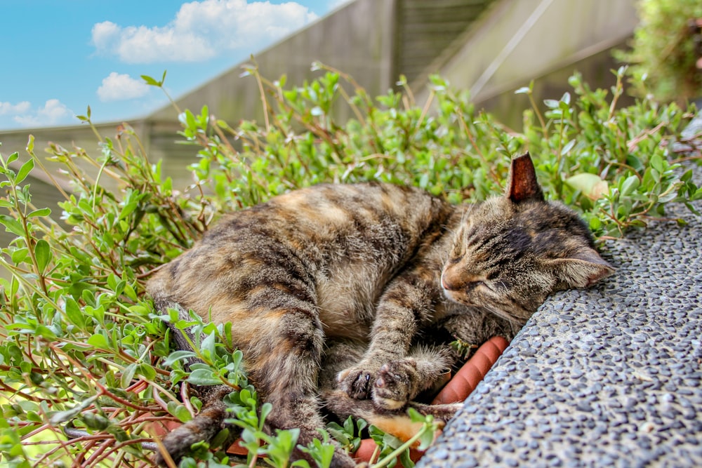 a cat that is laying down in the grass