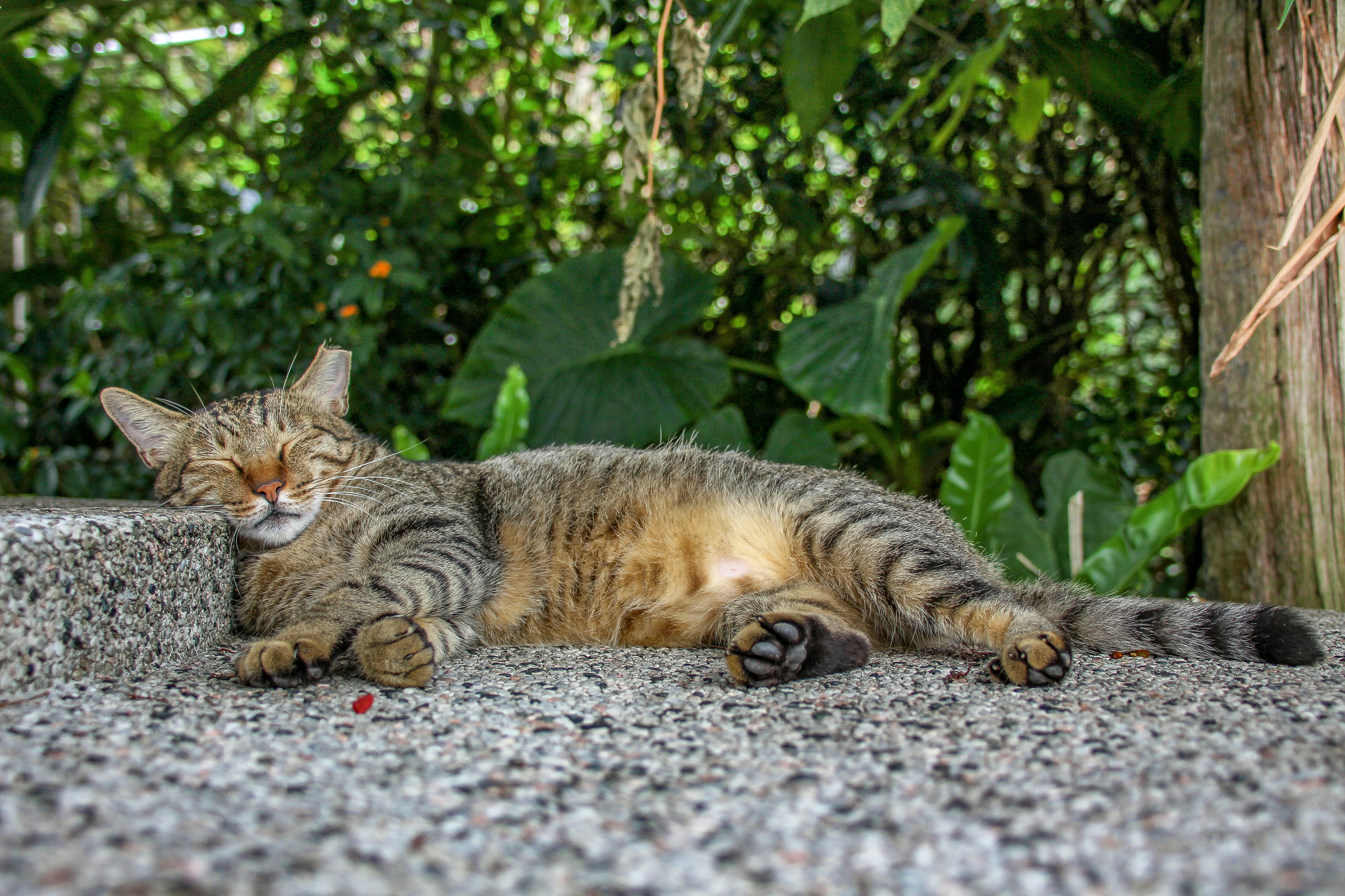 Cat at Houtong cat village, New taipei, taiwan