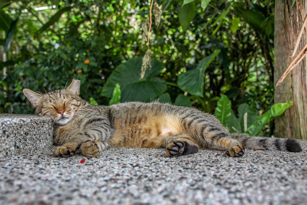 a cat laying on the ground next to a tree