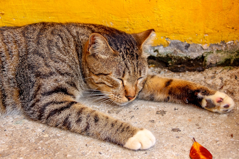 a cat laying on the ground next to a yellow wall
