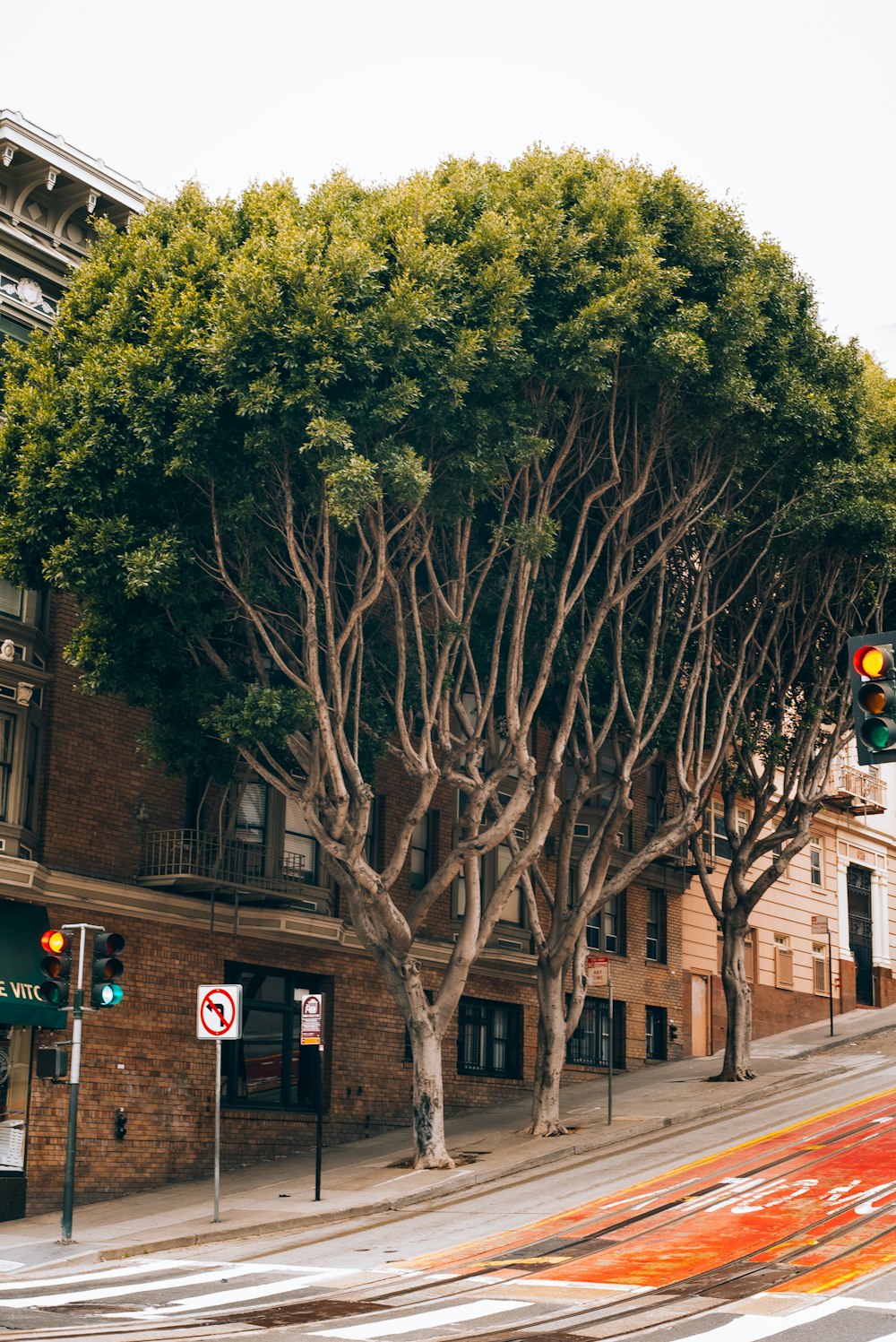 a street corner with a stop light and a tree