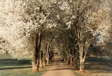 A pathway is lined with tall trees in full bloom on both sides, forming a tunnel-like effect. The trees are adorned with dense clusters of white flowers, with sunlight filtering through the branches and casting shadows on the ground. The scene suggests a serene and tranquil setting in a park or forest.
