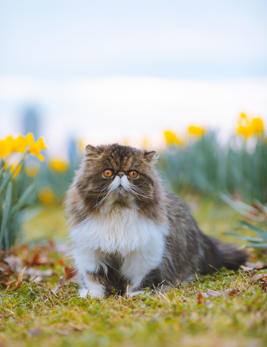 Persian cat breed