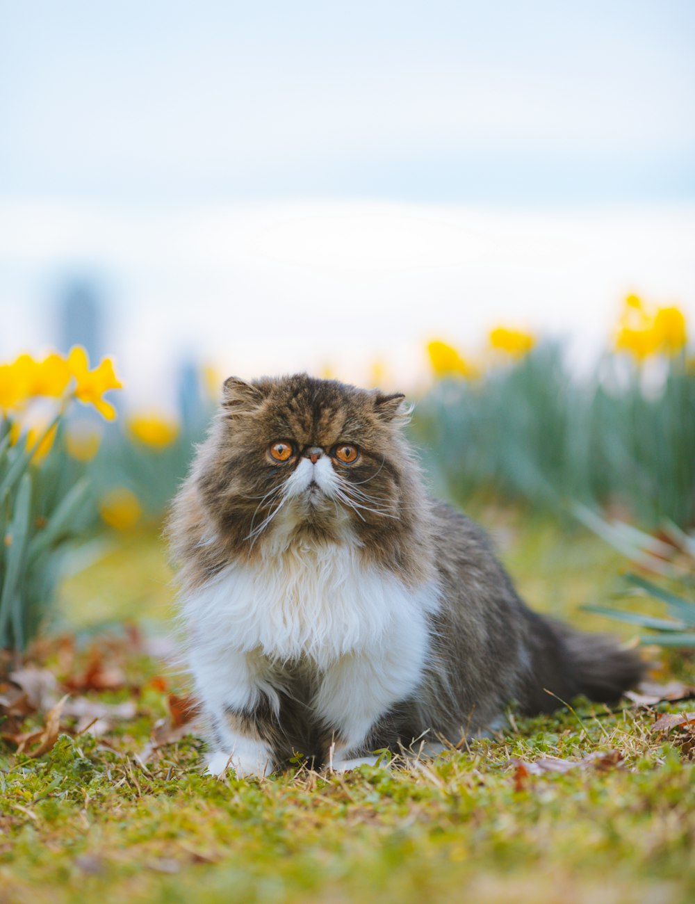 a fluffy cat sitting in a field of flowers