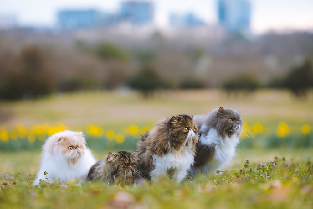 um grupo de três gatos sentados em um campo