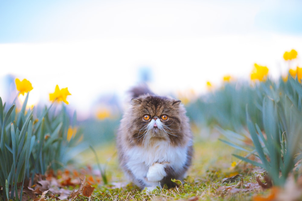 a fluffy cat walking through a field of flowers