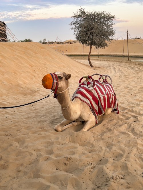 Camel riding, Dubai desert safari