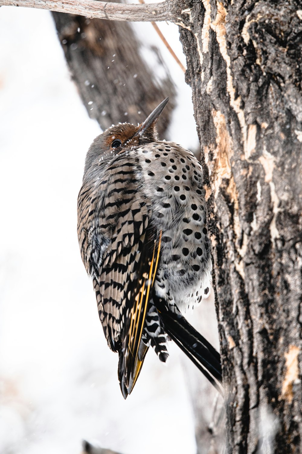 un oiseau perché sur le flanc d’un arbre