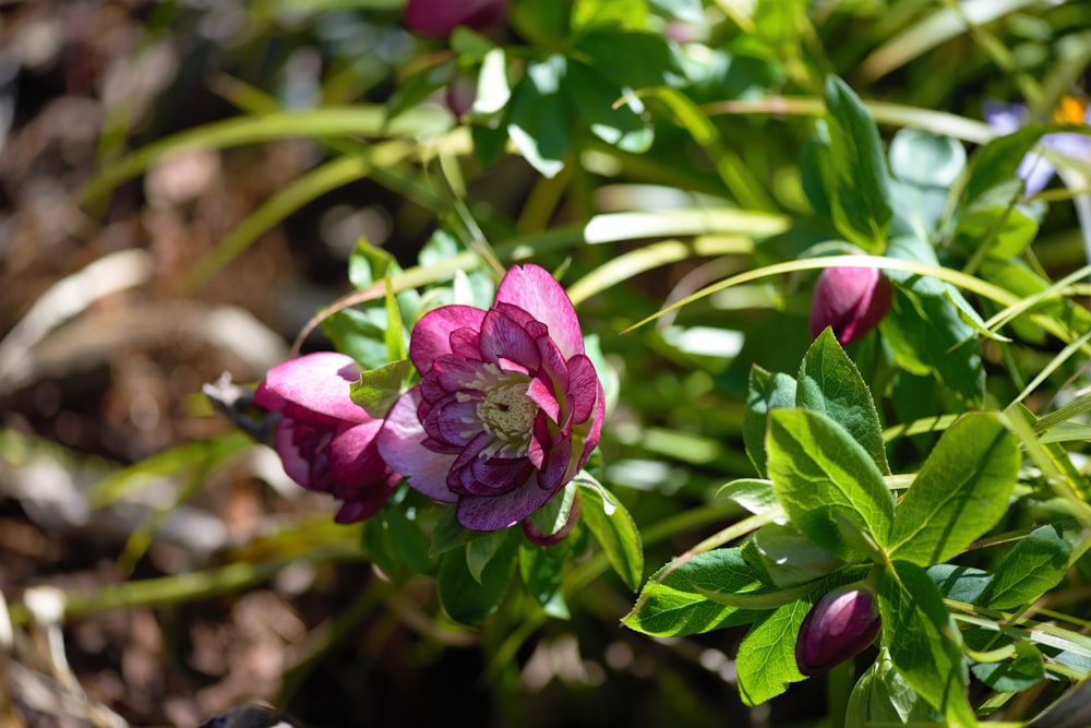 a close up of a flower on a plant