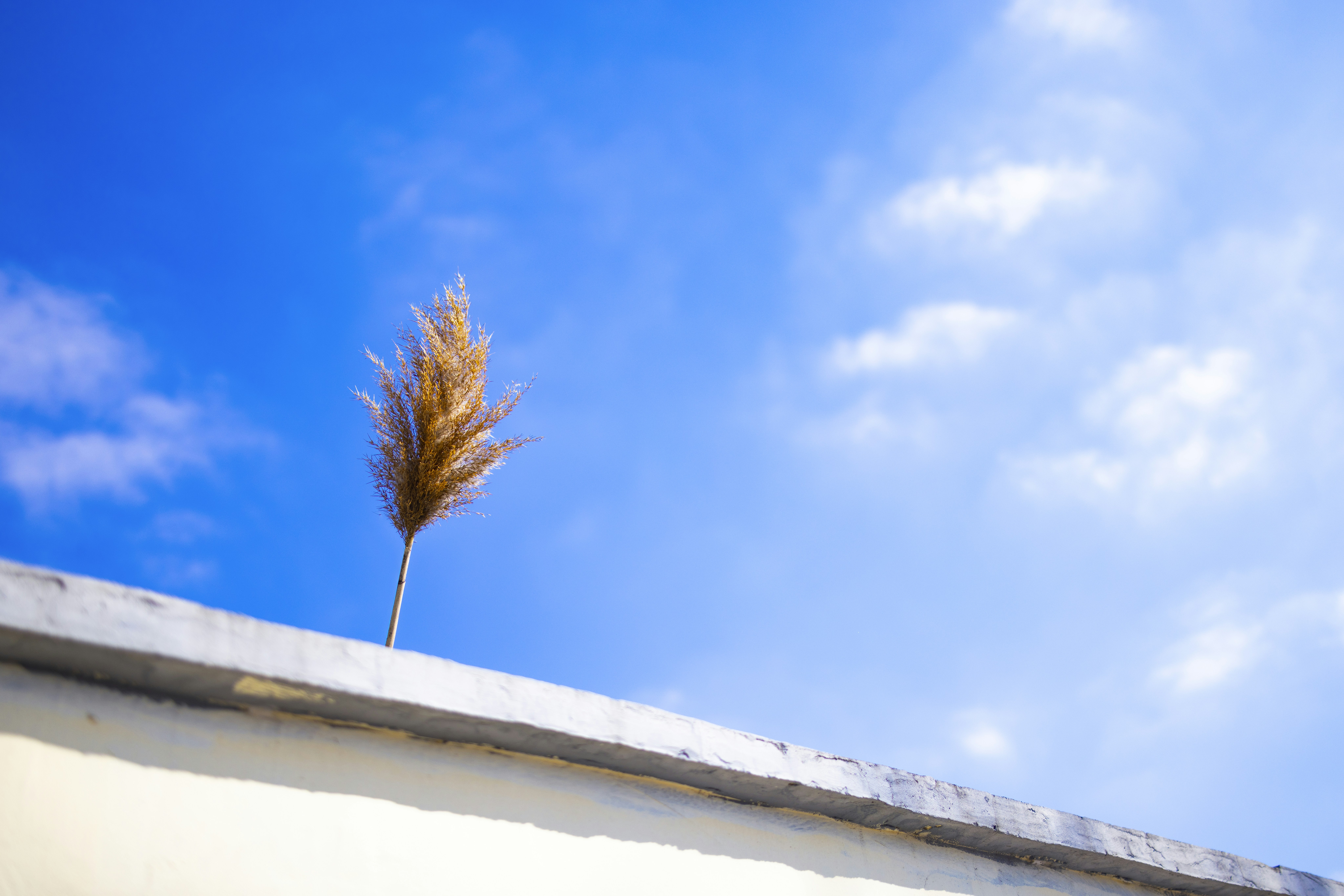 What is Rewoo (Reason Without Observation)?