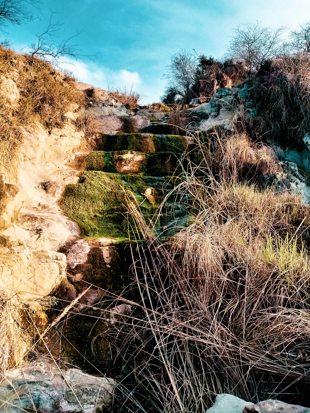 a rocky hillside with grass and bushes growing on it