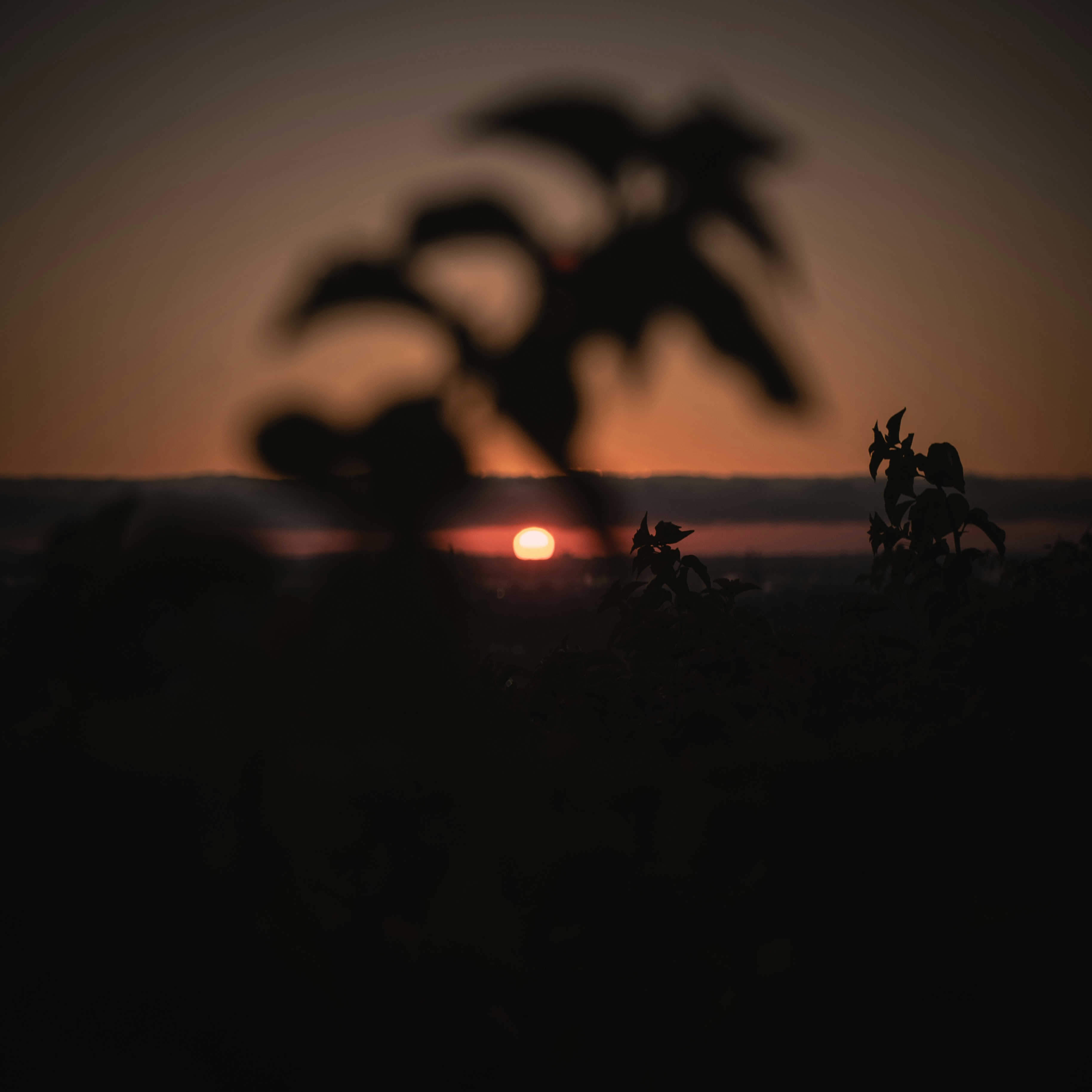 Photo by georgedanhash