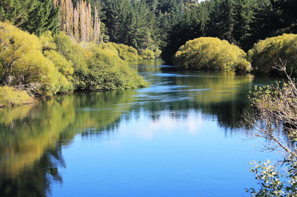 un plan d’eau entouré d’arbres et de buissons