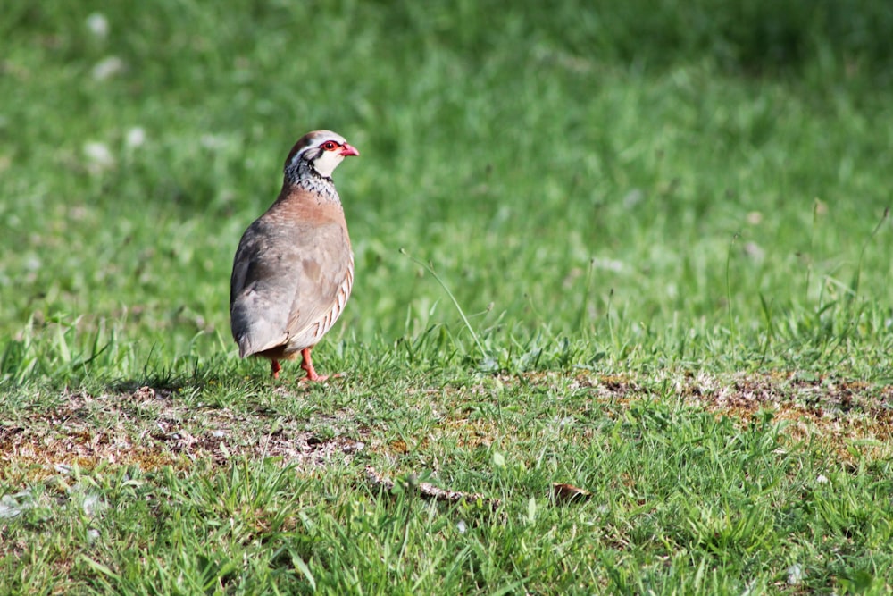 a bird standing in the grass on a sunny day