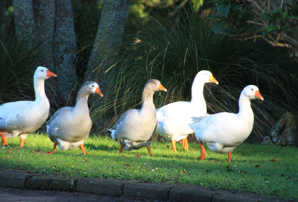a group of ducks walking across a lush green field
