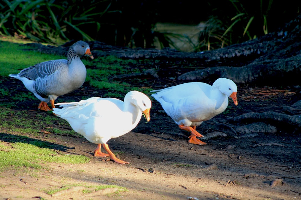 two white ducks walking on a dirt path