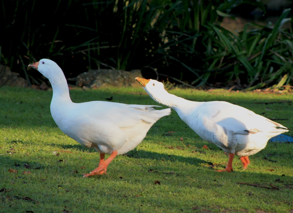 a couple of white ducks walking across a lush green field