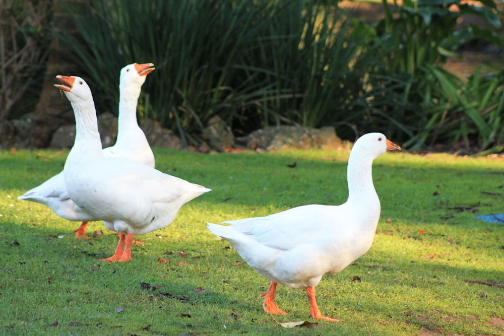 a group of white ducks walking across a lush green field