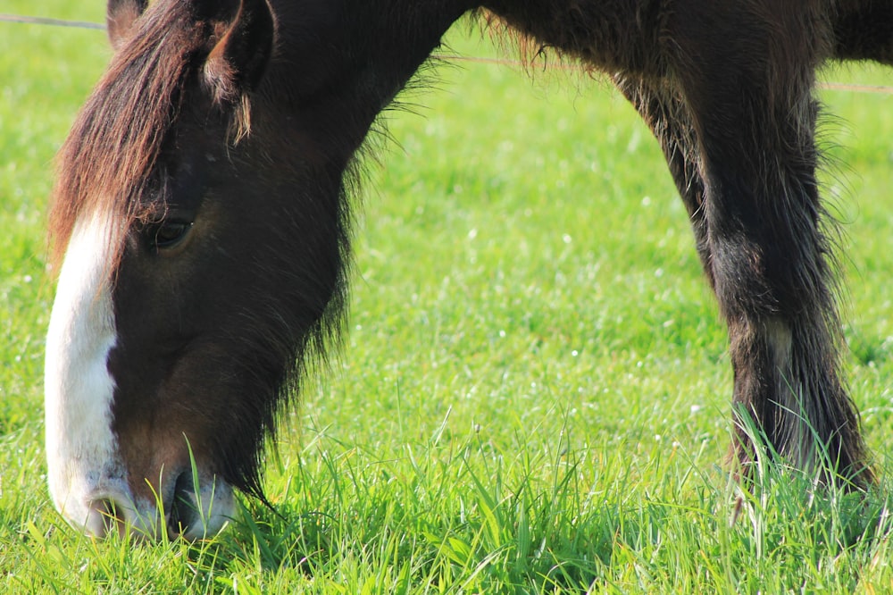 a brown and white horse eating grass in a field