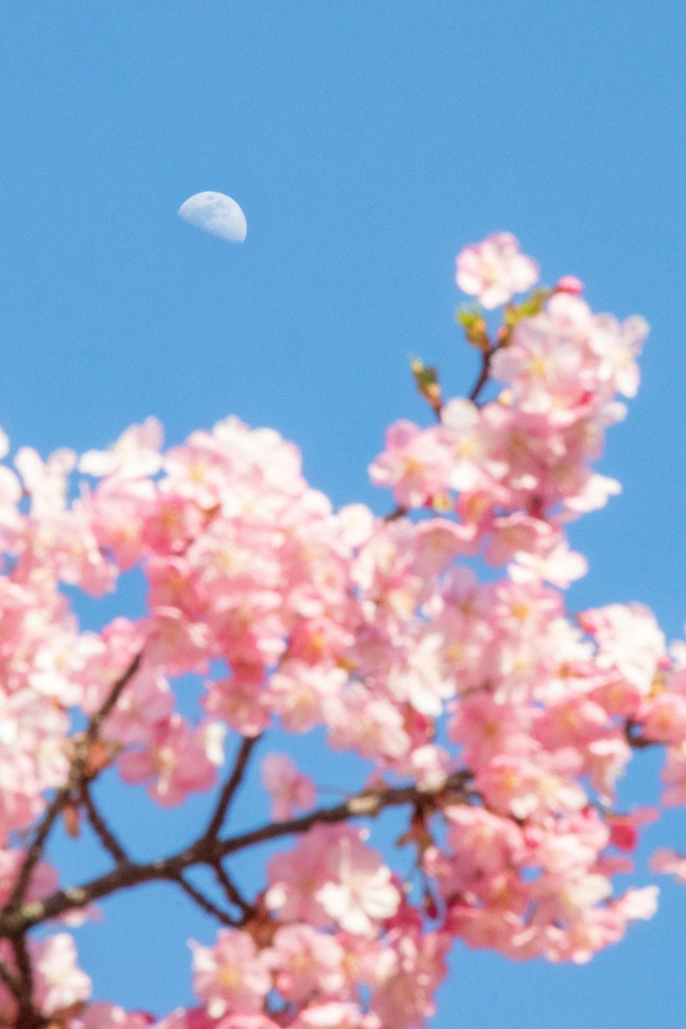 the moon is seen through the branches of a cherry blossom tree