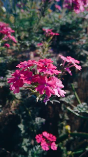 A vibrant close-up of native flowers blooming on restored chinampa beds in Xochimilco.