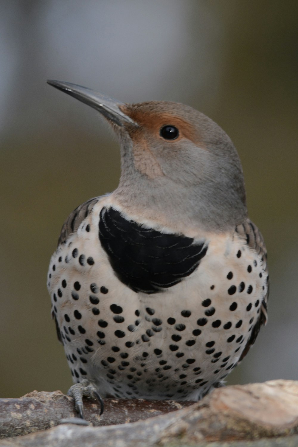 a close up of a bird on a rock