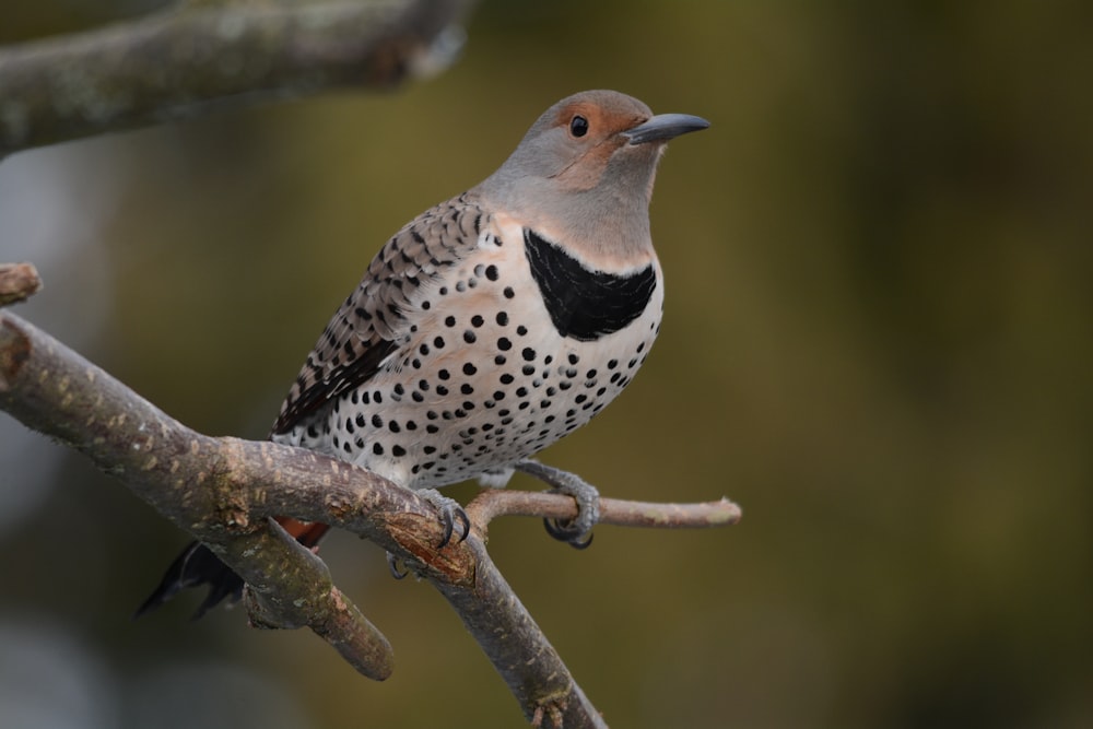 a bird sitting on a branch of a tree