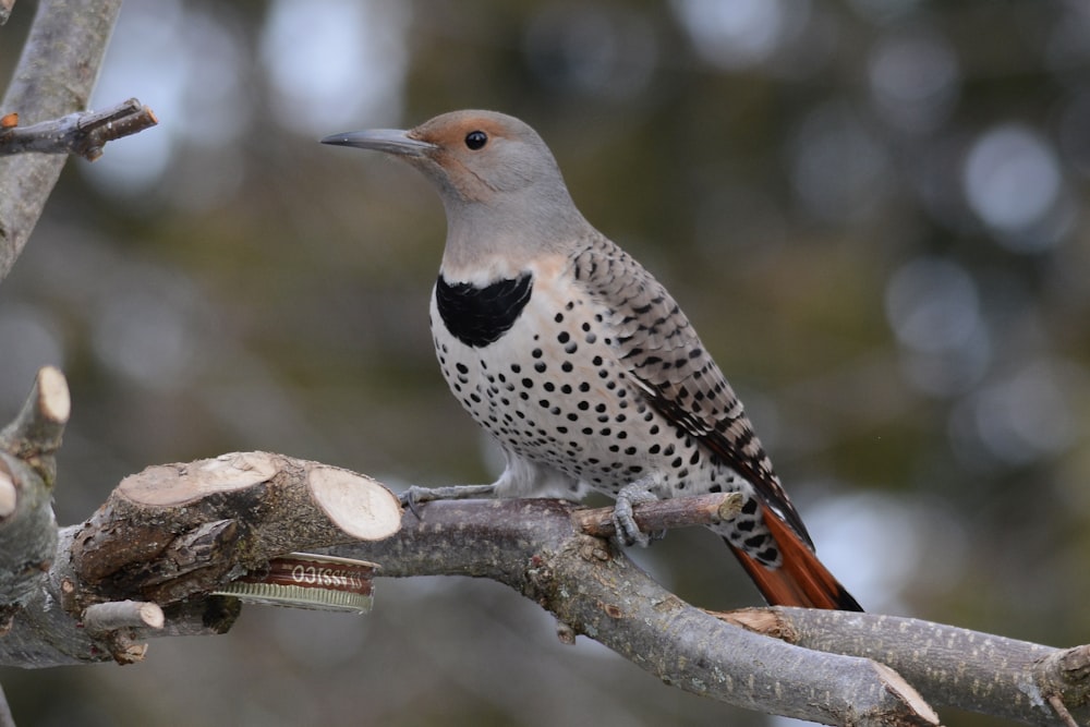 a bird perched on a branch of a tree