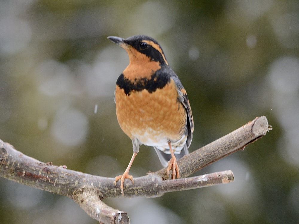 a brown and black bird sitting on top of a tree branch