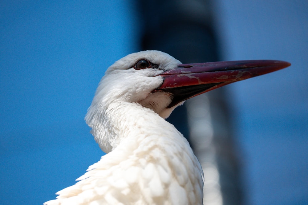 a white bird with a long red beak