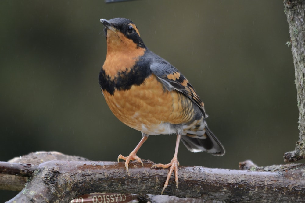 a bird standing on a tree branch in the rain