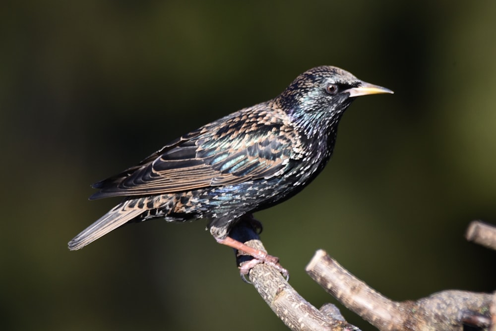 a small bird perched on a tree branch