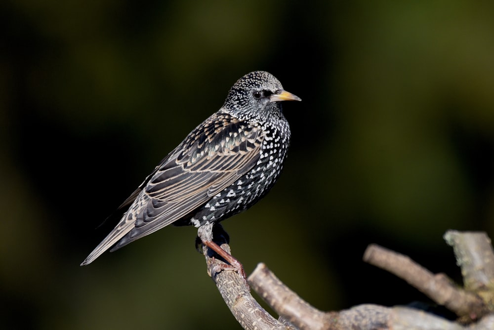 a small bird perched on a tree branch