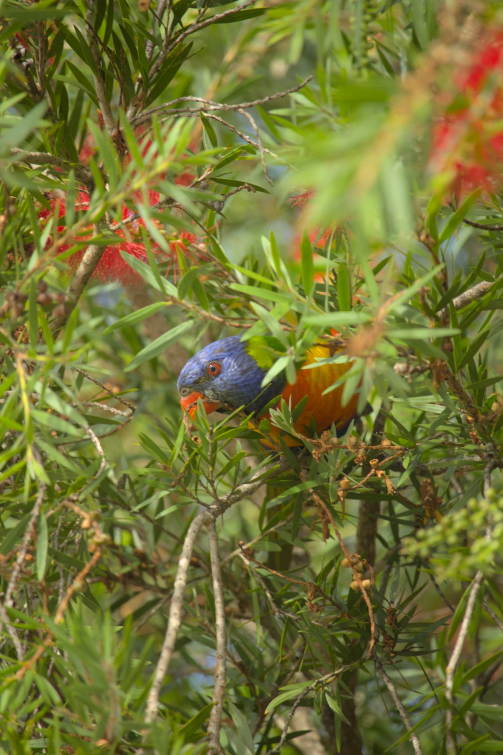 a colorful bird perched on top of a tree branch