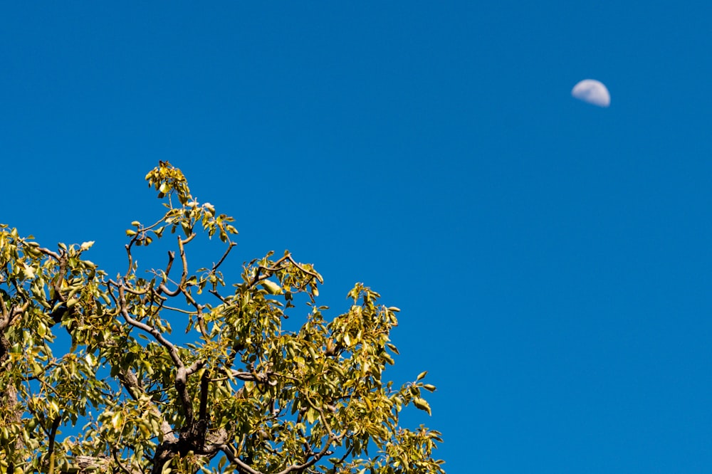 a tree with a half moon in the background