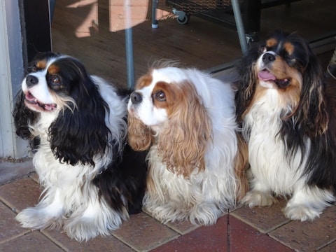 Three fluffy dogs with long, curly fur sit closely together. They have a mix of black, white, and brown colors in their coats. They appear to be in a relaxed and content state, with some of them slightly panting, possibly from warmth or after play.